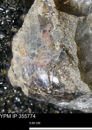 undet. Scaphitidae