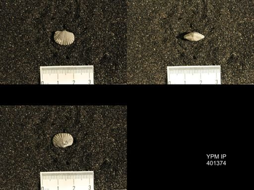 Plectorthis plicatella