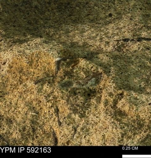 Ostrea?