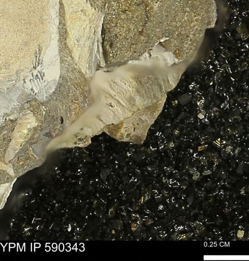 Protocardia?