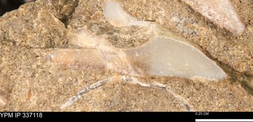 undet. Mollusca