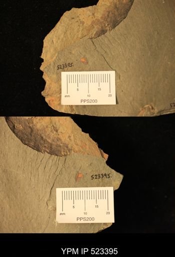 undet. Synziphosurina