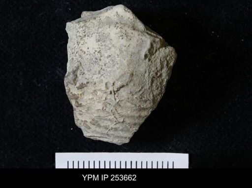 Ammonoidea