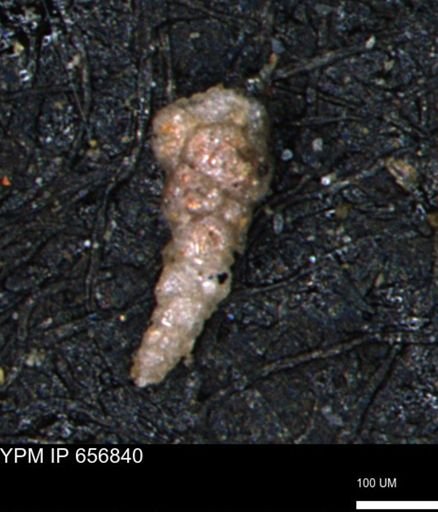 Verneuilinoides kansasensis