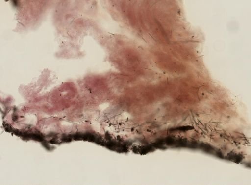 Ircinia