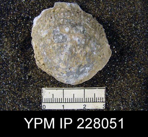 Juresania symmetrica