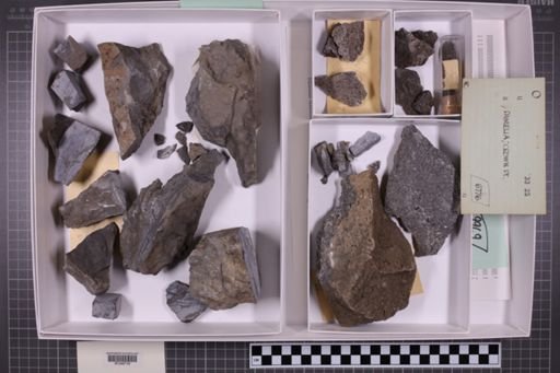 mixed taxa, stratigraphic collection