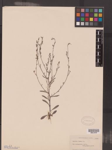 Lobelia kalmii