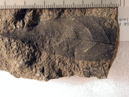 Angiospermopsida