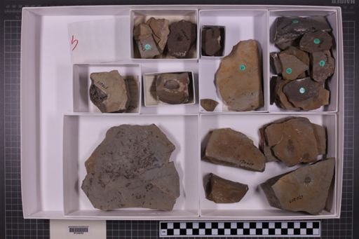mixed taxa, stratigraphic collection
