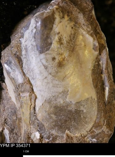 Pseudoptera subtortuosa