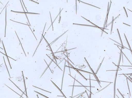 Suberites sp.