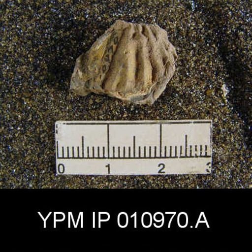 Meekella difficilis