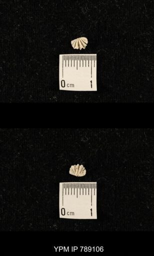 undet. Brachiopoda