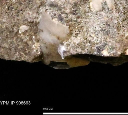 undet. Mollusca