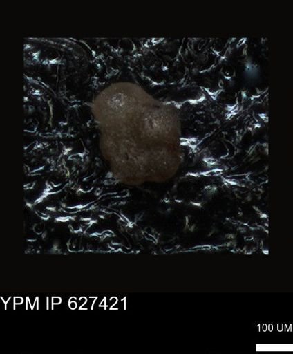 undet. Foraminiferida