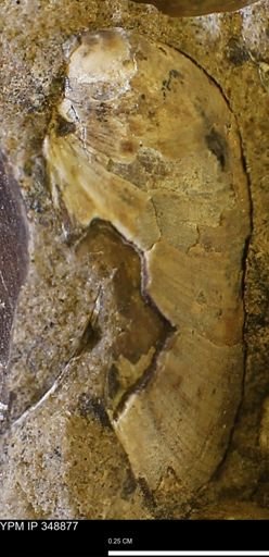 undet. Bivalvia