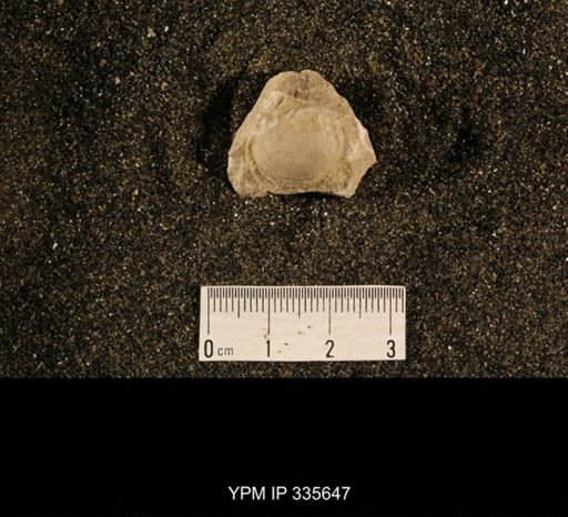 Linoproductus cora