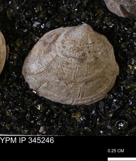Limopsis striatopunctatus