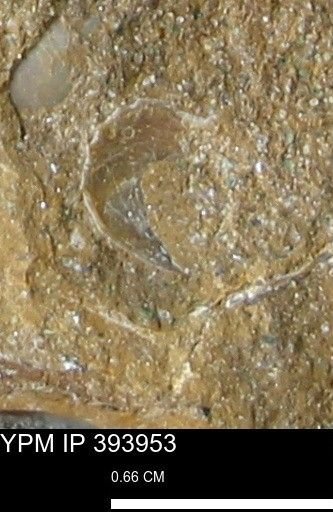 undet. Mollusca