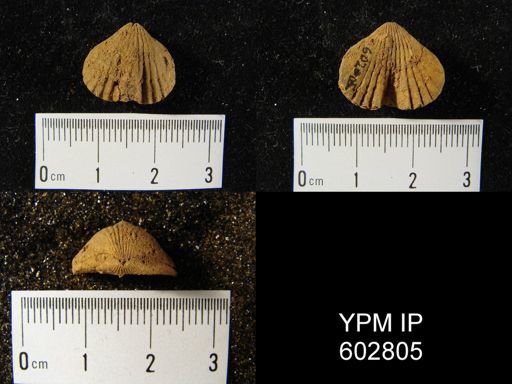 Camarotoechia sp.