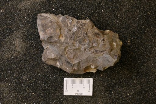 Protocardia