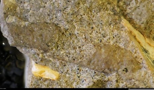 undet. Scaphitidae