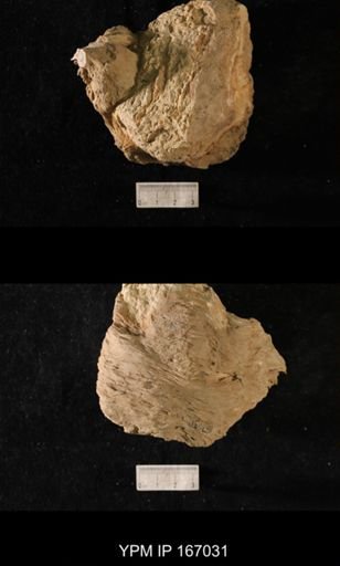 Brachiospongia digitata
