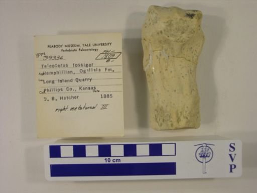 Teleoceras fossiger