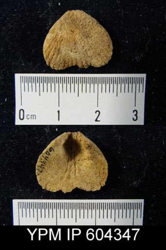 undet. Rhynchonellida