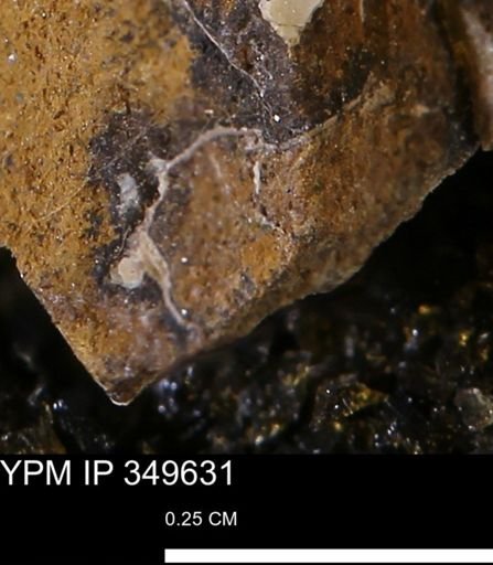 undet. Mollusca