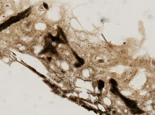 Hyrtios erectus