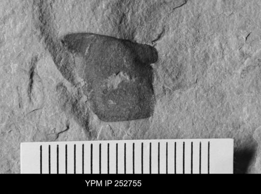 undet. Eurypterida