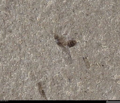 undet. Diptera