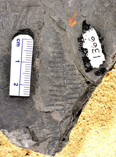 Pecopteris sp.