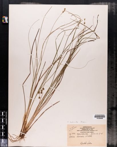 Carex echinata