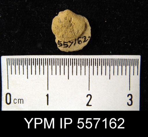 Dalmanella concinna