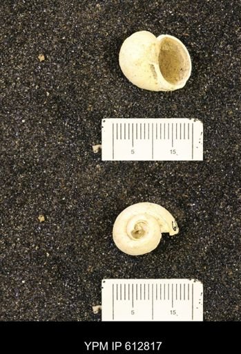 Vanikoropsis sp.