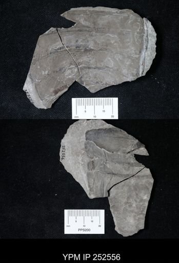 undet. Eurypterida