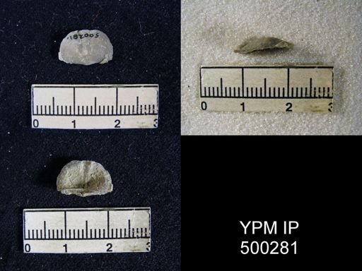 Mesolobus mesolobus decipiens
