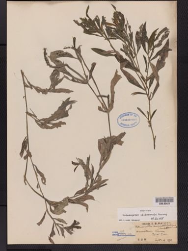 Potamogeton illinoensis