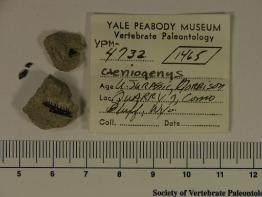 Cteniogenys sp.