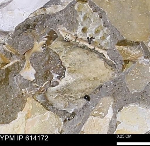 Mollusca