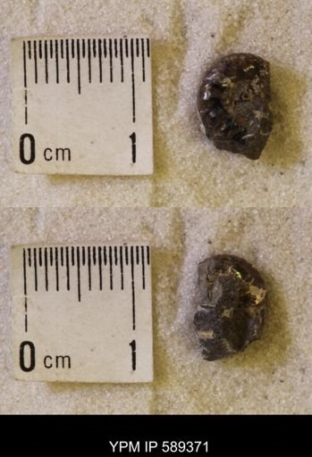 undet. Scaphitidae
