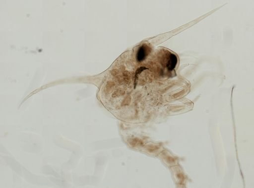Brachyura