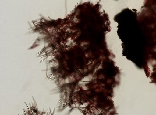Clathria pennata