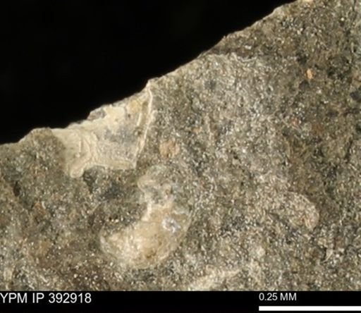 undet. Mollusca