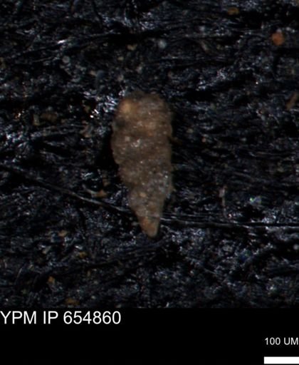 Bimonilina variana