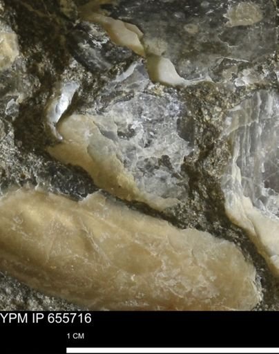 undet. Mollusca