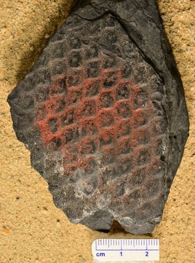Sigillaria brardii